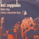 black dog
