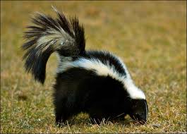 skunks